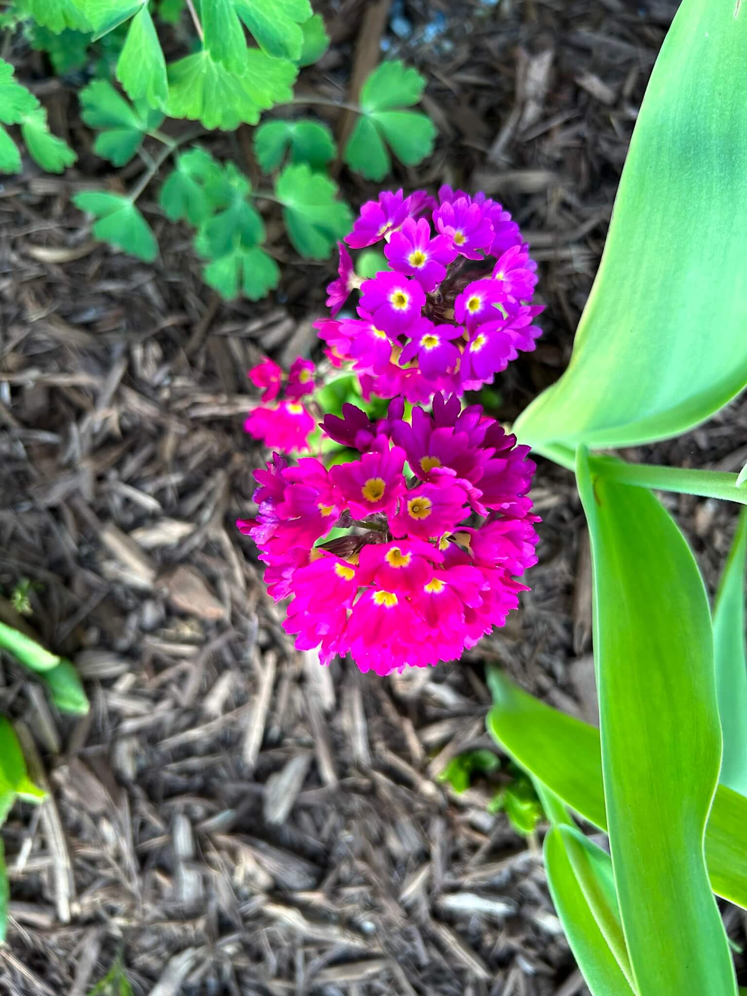 Shrine gardens pink flowers