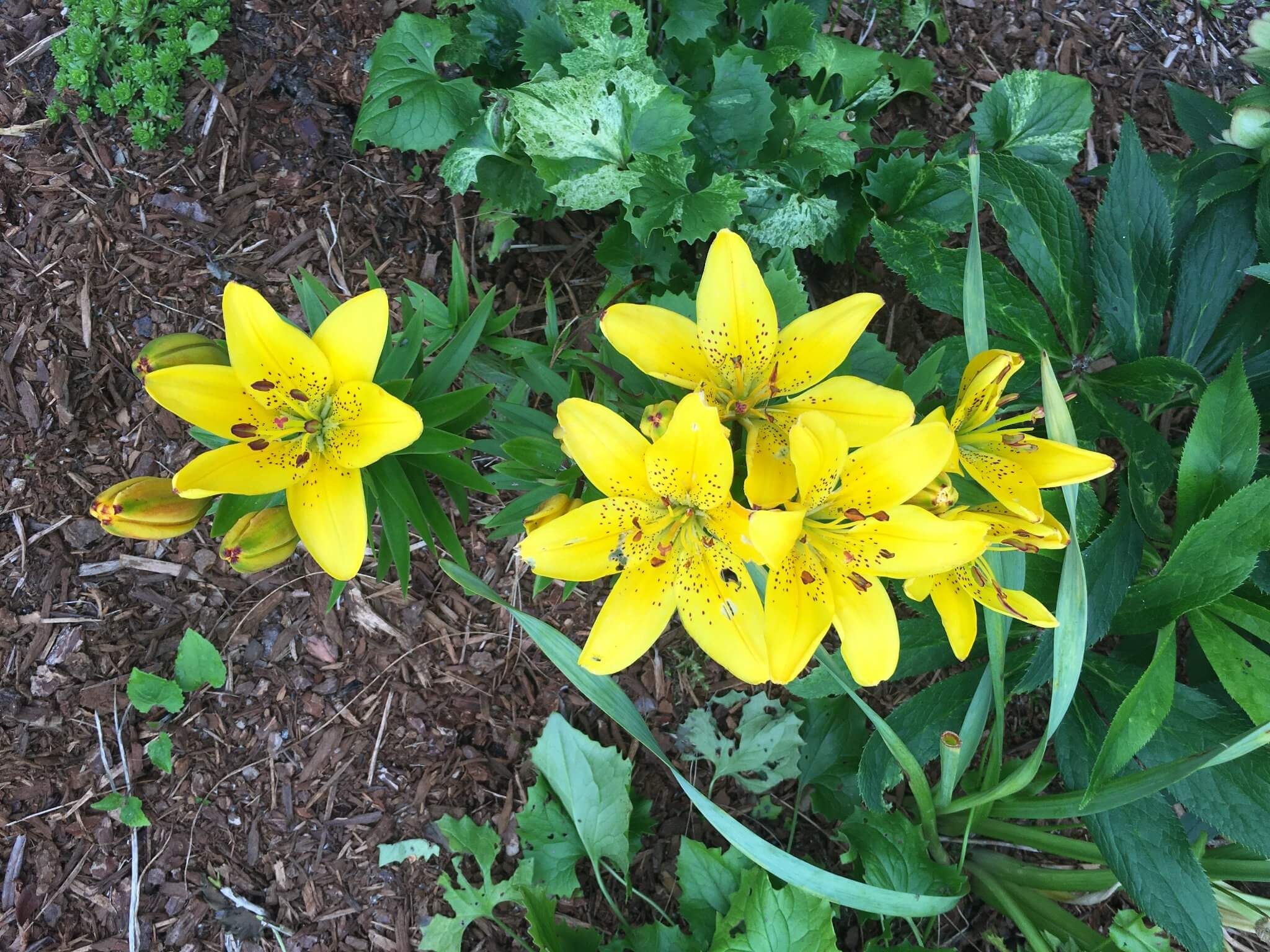 Shrine gardens with yellow lilies